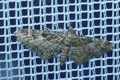 <i>Gymnoscelis rufifasciata</i>