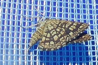 <i>Chiasmia clathrata</i>
