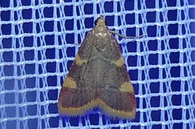 <i>Hypsopygia costalis</i>