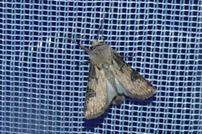 <i>Agrotis puta</i>