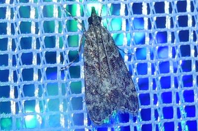 <i>Eudonia mercurella</i>