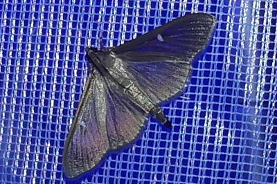 <i>Cydalima perspectalis</i>