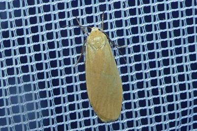 <i>Wittia sororcula</i>