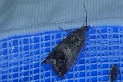 <i>Cydia splendana</i>