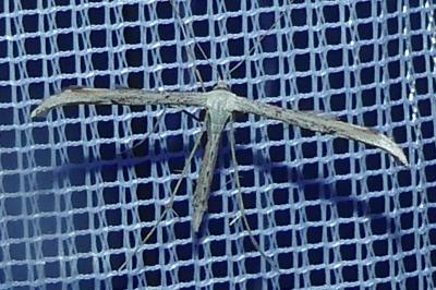 <i>Emmelina argoteles/monodactyla</i>