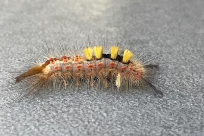 <i>Orgyia antiqua</i>