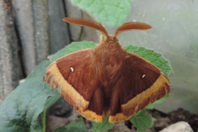 <i>Lasiocampa quercus</i>