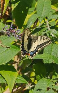 <i>Papilio machaon</i>
