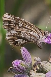 <i>Cacyreus marshalli</i>