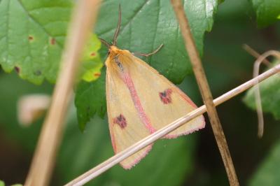 <i>Diacrisia sannio</i>