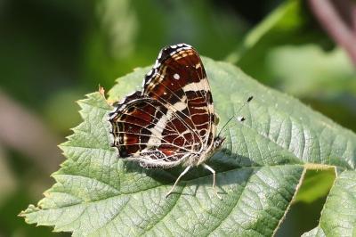 <i>Araschnia levana</i>