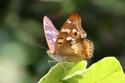 <i>Apatura ilia</i>