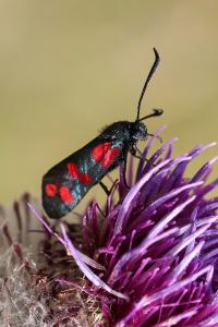 <i>Zygaena filipendulae</i>