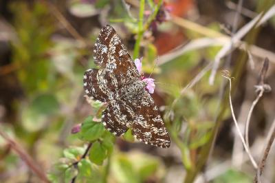 <i>Ematurga atomaria</i>