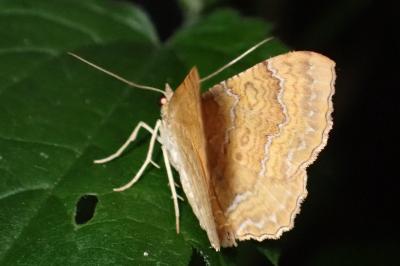 <i>Camptogramma bilineata</i>