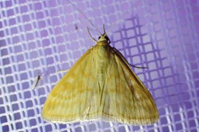 <i>Sitochroa verticalis</i>