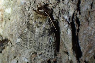 <i>Tethea or</i>