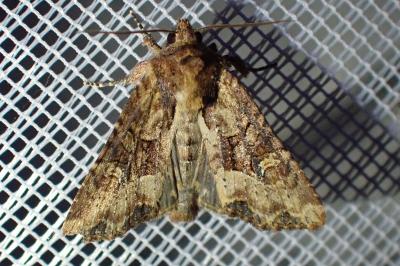<i>Mesapamea secalella/secalis</i>