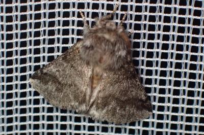 <i>Thaumetopoea processionea</i>