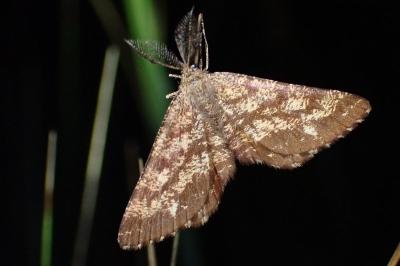 <i>Ematurga atomaria</i>