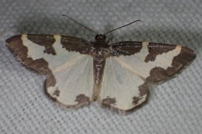 <i>Lomaspilis marginata</i>