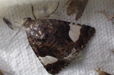 <i>Tyta luctuosa</i>