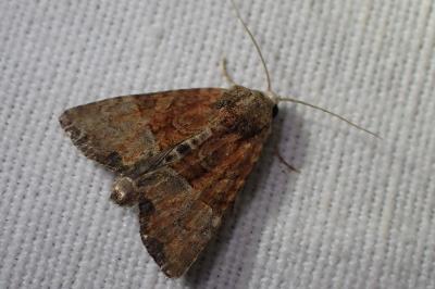 <i>Mesoligia furuncula</i>