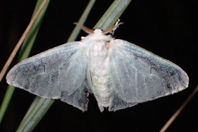<i>Arctornis l-nigrum</i>