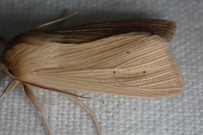 <i>Mythimna pallens</i>