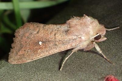 <i>Mythimna albipuncta</i>