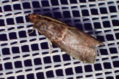 <i>Acrobasis advenella</i>