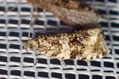 <i>Celypha lacunana</i>