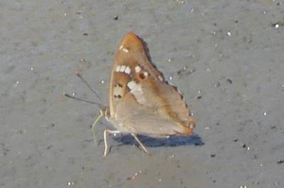 <i>Apatura ilia</i>