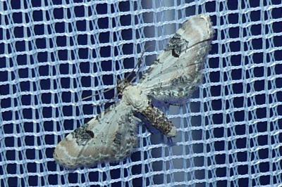 <i>Eupithecia centaureata</i>
