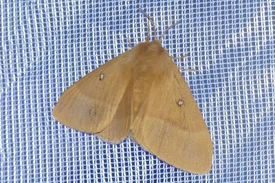 <i>Lasiocampa quercus</i>