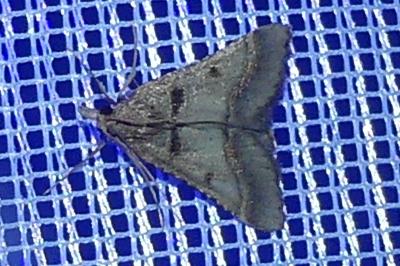 <i>Stemmatophora brunnealis</i>