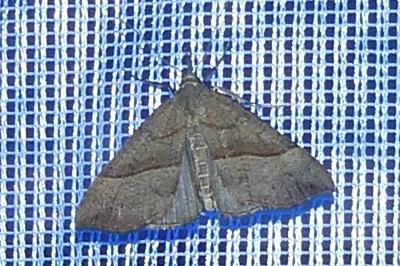 <i>Hypena proboscidalis</i>