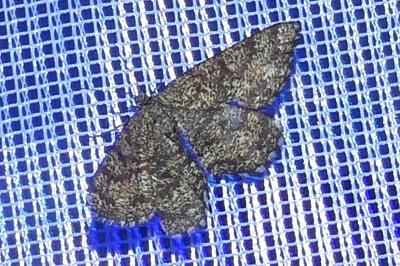 <i>Ematurga atomaria</i>