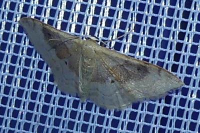 <i>Idaea degeneraria</i>
