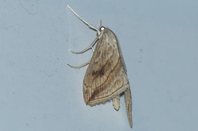 <i>Evergestis forficalis</i>