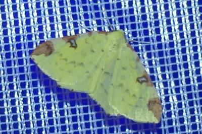 <i>Opisthograptis luteolata</i>