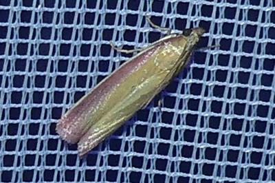 <i>Oncocera semirubella</i>