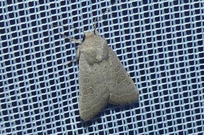 <i>Hoplodrina ambigua</i>