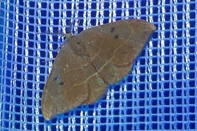 <i>Watsonalla binaria</i>
