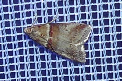 <i>Acrobasis tumidana</i>