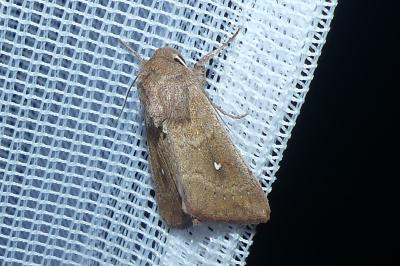 <i>Mythimna albipuncta</i>