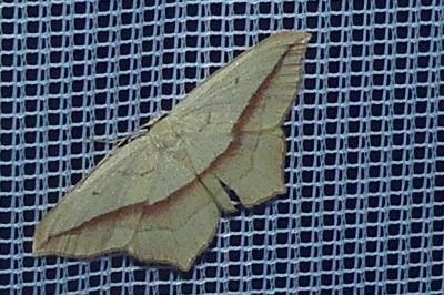 <i>Timandra comae</i>