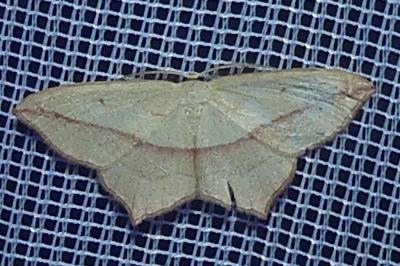 <i>Timandra comae</i>