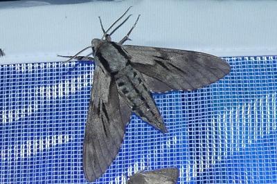 <i>Hyloicus pinastri</i>