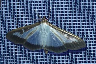 <i>Cydalima perspectalis</i>